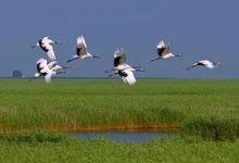 哈尔滨大力推进湿地保护 湿地旅游热度升温