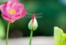 北京荷花文化节启幕，主题花“粉舞妃”首次推出