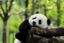 旅美大熊猫“云川”“鑫宝”8月将与游客见面
